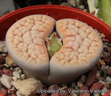 3330 valentino Valentino Vallicelli