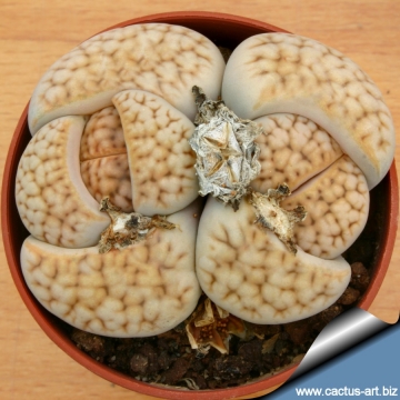 3334 cactus-art Cactus Art