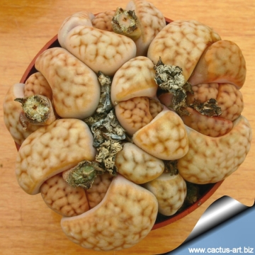 3335 cactus-art Cactus Art