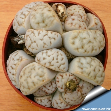 3336 cactus-art Cactus Art