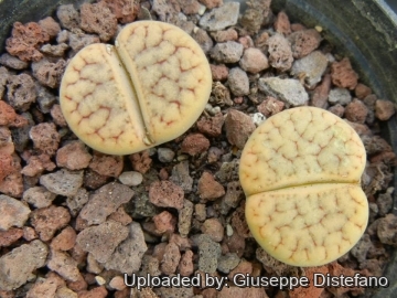 19237 giuseppe2 Giuseppe Distefano