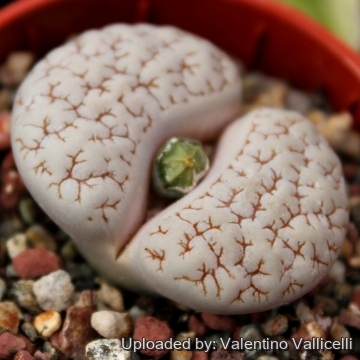 3343 valentino Valentino Vallicelli