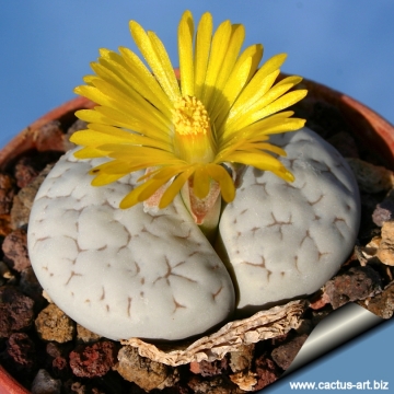 3344 cactus-art Cactus Art