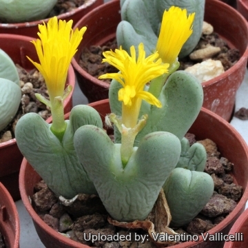 5512 valentino Valentino Vallicelli