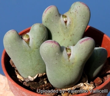 5513 valentino Valentino Vallicelli