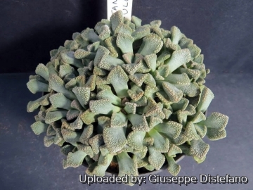 22122 giuseppe2 Giuseppe Distefano