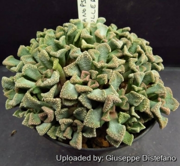 25624 giuseppe2 Giuseppe Distefano
