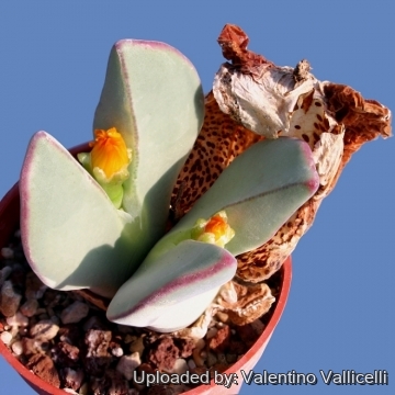 10203 valentino Valentino Vallicelli