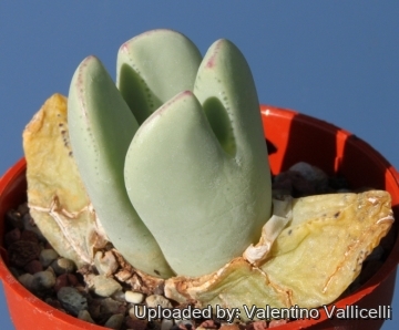 14841 valentino Valentino Vallicelli