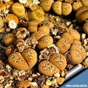 4424 cactus-art Cactus Art