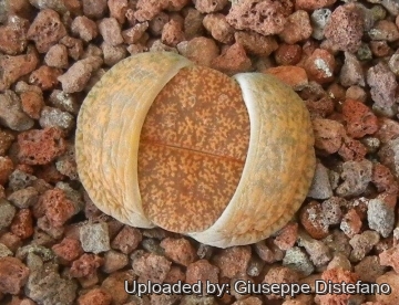 19151 giuseppe2 Giuseppe Distefano