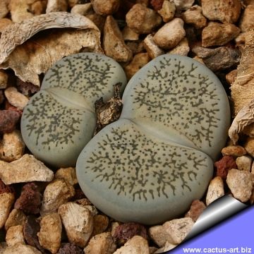 12637 cactus-art Cactus Art