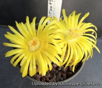 25630 giuseppe2 Giuseppe Distefano