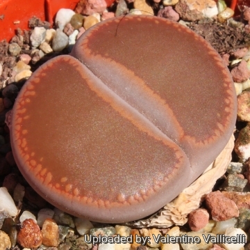 8709 valentino Valentino Vallicelli