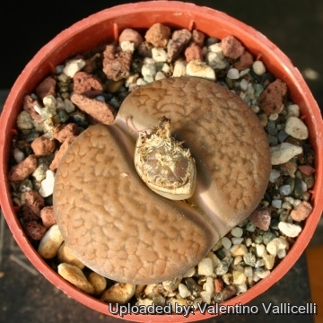 4786 valentino Valentino Vallicelli