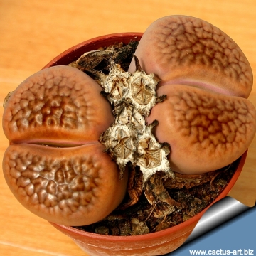 4789 cactus-art Cactus Art