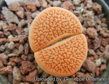 19239 giuseppe2 Giuseppe Distefano