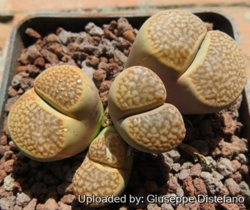 19631 giuseppe2 Giuseppe Distefano