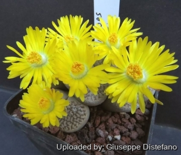 25637 giuseppe2 Giuseppe Distefano