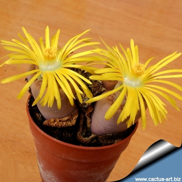 4788 cactus-art Cactus Art