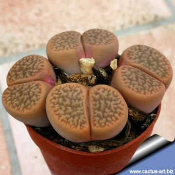 4790 cactus-art Cactus Art