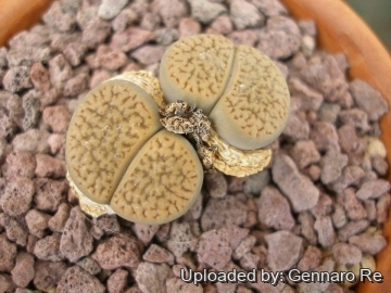 19960 gennaro Gennaro Re