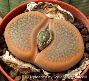 5347 valentino Valentino Vallicelli