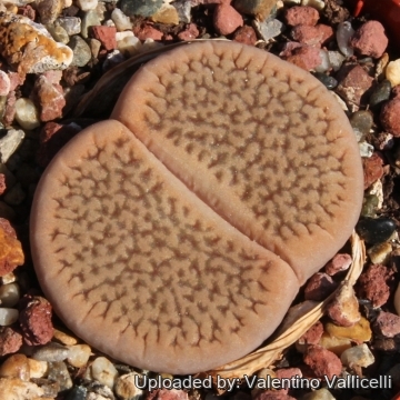 8736 valentino Valentino Vallicelli