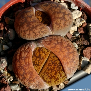 4452 cactus-art Cactus Art