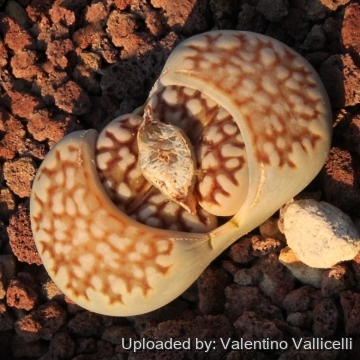 6049 valentino Valentino Vallicelli