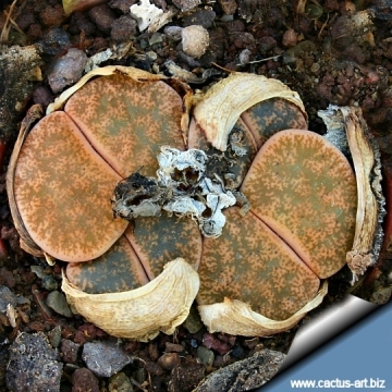 12656 cactus-art Cactus Art