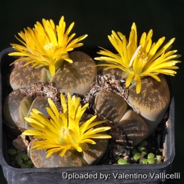 18220 valentino Valentino Vallicelli