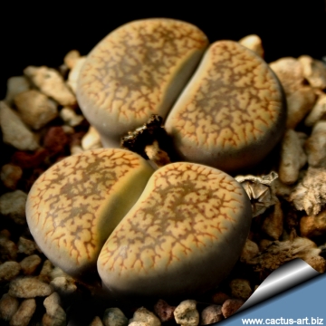 4075 cactus-art Cactus Art