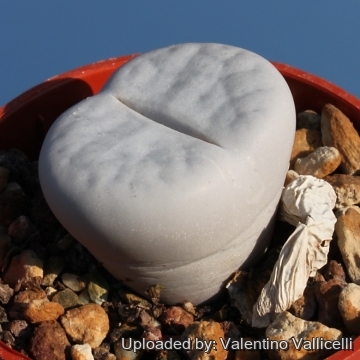 9928 valentino Valentino Vallicelli