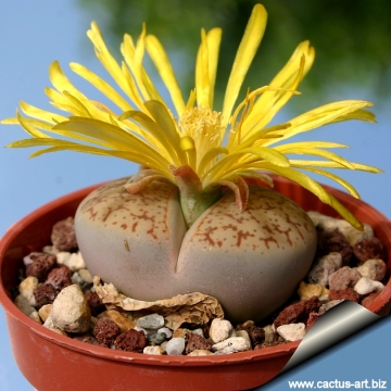 12592 cactus-art Cactus Art