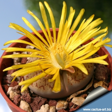 12593 cactus-art Cactus Art