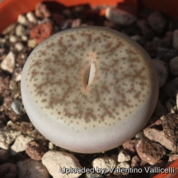 18570 valentino Valentino Vallicelli