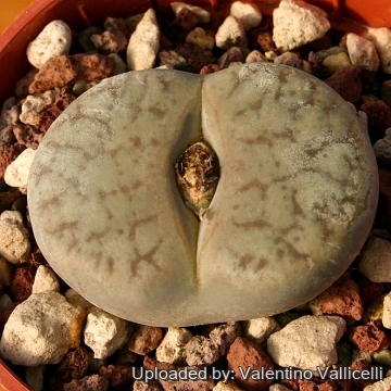 8568 valentino Valentino Vallicelli