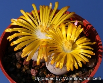 8758 valentino Valentino Vallicelli