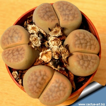 12723 cactus-art Cactus Art