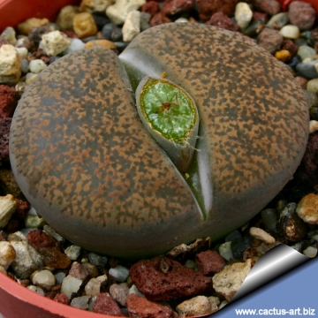 12654 cactus-art Cactus Art