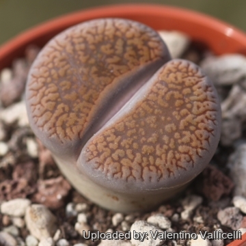 18527 valentino Valentino Vallicelli