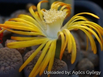 24376 agocs Agócs György