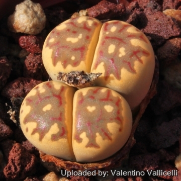 7601 valentino Valentino Vallicelli
