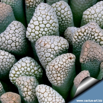 10381 cactus-art Cactus Art