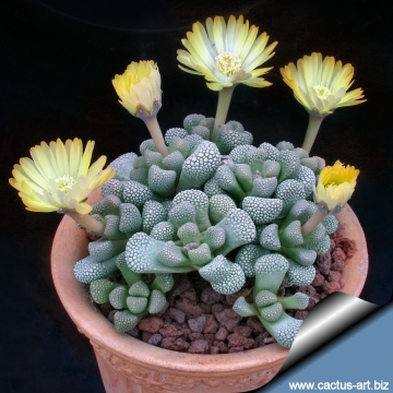 10382 cactus-art Cactus Art