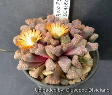 25626 giuseppe2 Giuseppe Distefano