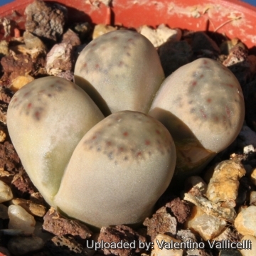 12785 valentino Valentino Vallicelli