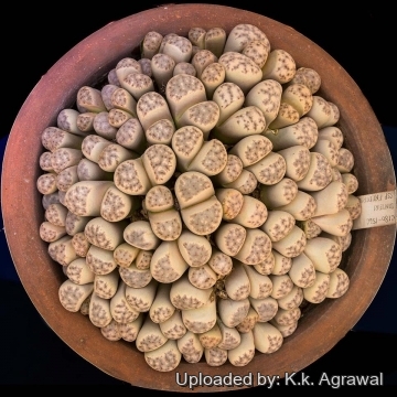 19802 agrawal K.k. Agrawal 