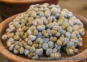 30457 agrawal K.k. Agrawal 